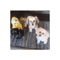 chappy_20191229204346