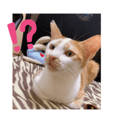 霸氣波仔姊姊&口愛橘子妹妹