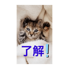Saya_20191230122306