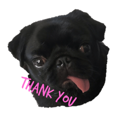 Mangkood_pug