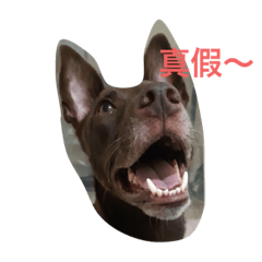 一隻台灣犬