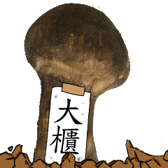 松茸研究家大櫃さんのマツタケ