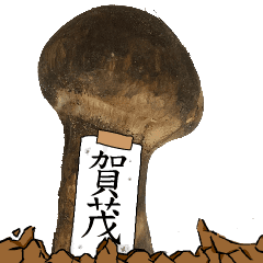 松茸研究家賀茂さんのマツタケ