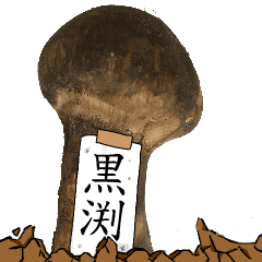 松茸研究家黒渕さんのマツタケ