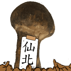 松茸研究家仙北さんのマツタケ