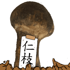 松茸研究家仁枝さんのマツタケ