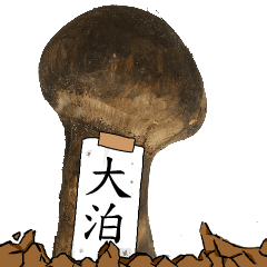 松茸研究家大泊さんのマツタケ