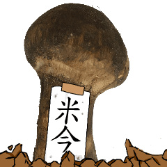 松茸研究家米今さんのマツタケ