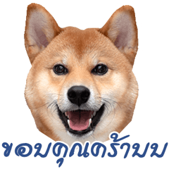 Shiba inu Pochi TH