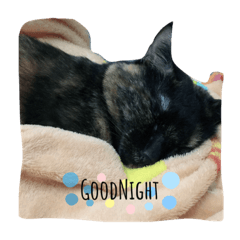 Shelly_20191231075333