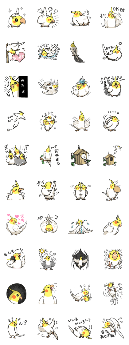 Lutino cockatiels Lutino cockatiels