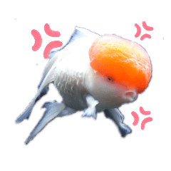 chie_20191231191147