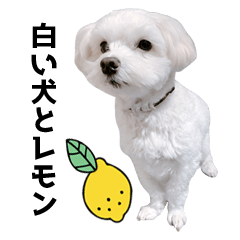 白い犬とレモン