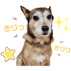 Corgi Pinscher mix ram Part1