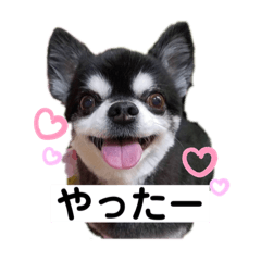 hinomaru chihuahua_20191231194350