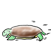 Every day of a tortoise Every day of a tortoise