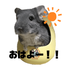 mugi__chinchilla