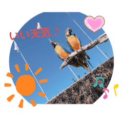 鳥 Lineクリエイターズスタンプまとめ Stamplist Part 4 鳥 Lineクリエイターズスタンプまとめ Stamplist Part 4