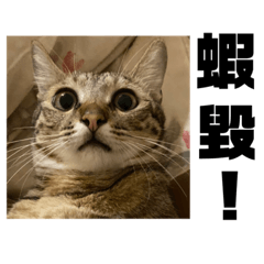 哈啾與自戀姊姊的日常