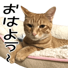 陽気な茶トラ猫 くり吉のスタンプ Lineクリエイターズスタンプ Stamplist 陽気な茶トラ猫 くり吉のスタンプ Lineクリエイターズスタンプ Stamplist