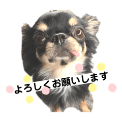 hinomaru chihuahua_20200101140045