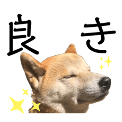 Sora the Shiba 2020