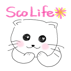 Life of Scottish Fold cat