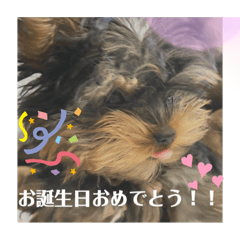 Koko_20200101195837