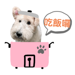 獵狐梗妮妮