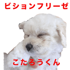 Bichon Frise KOTARO