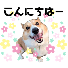 Corgy_JACK