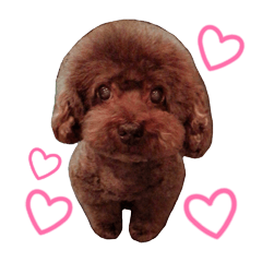 ToyPoodle COLUMBO