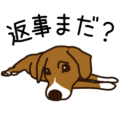 Sticker of the beagle dog