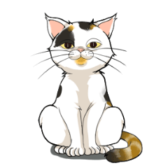 Yuki-chiyo the calico cat