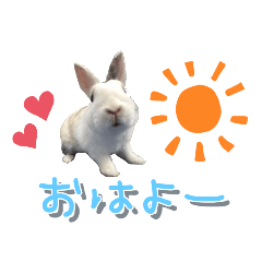 うちの子シリーズ『うさぎのぷぷちゃん』