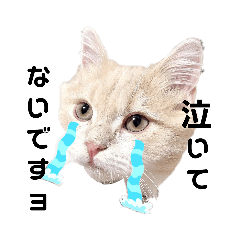 omayu_20200103105651