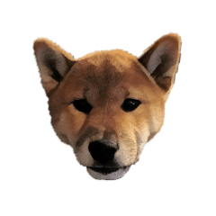 Tadashi the judgemental shibe