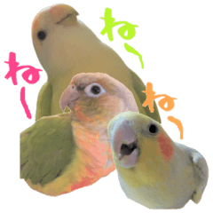 Cockatiel sometimes lovebird & parakeet