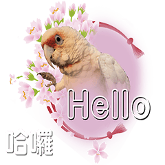 my bird's name is holle