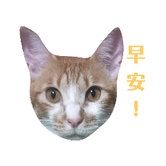 蛋花的日常