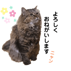 tora from shioringo