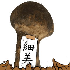 松茸研究家細美さんのマツタケ