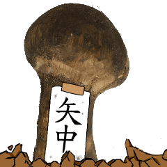 松茸研究家矢中さんのマツタケ