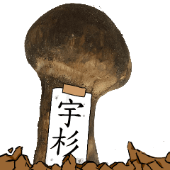 松茸研究家宇杉さんのマツタケ