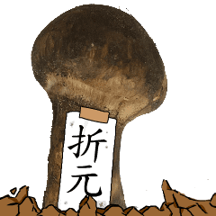 松茸研究家折元さんのマツタケ