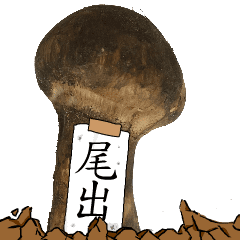 松茸研究家尾出さんのマツタケ