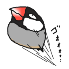 Evil eyes Java sparrow