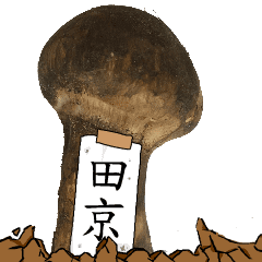 松茸研究家田京さんのマツタケ