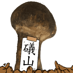 松茸研究家礒山さんのマツタケ