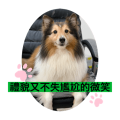 路易日常（Sheltie）